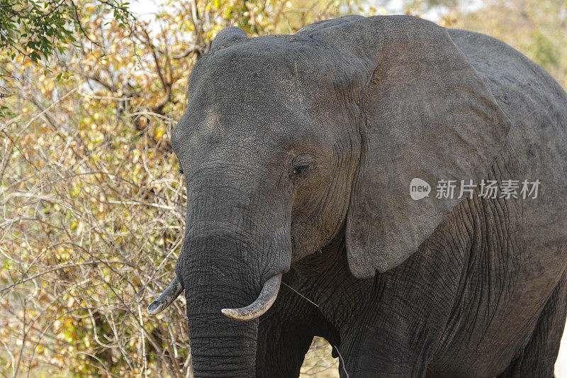 近距离观察非洲象Loxodonta africana津巴布韦万吉的头部